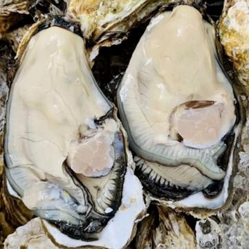 Cảnh báo: Hàu Vàng Trung Quốc Giá Rẻ Tràn Lan, Ép Giá Hàu Nội Địa & Nguy Cơ An Toàn Thực Phẩm