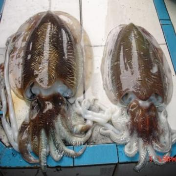Mực Tươi Hạ Long: Bí Quyết Chọn Mua và Chế Biến Món Ngon Đậm Vị Biển
