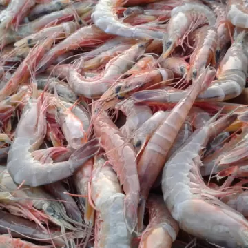 Tôm Sắt Biển: Giá Trị Dinh Dưỡng Vượt Trội Và Lợi Ích Không Ngờ Cho Sức Khỏe