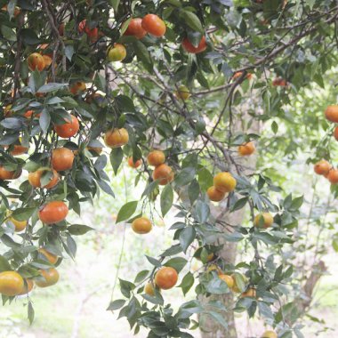 Nâng tầm thương hiệu cam Vạn Yên: Hành trình từ cây xóa nghèo đến đặc sản OCOP tiêu biểu