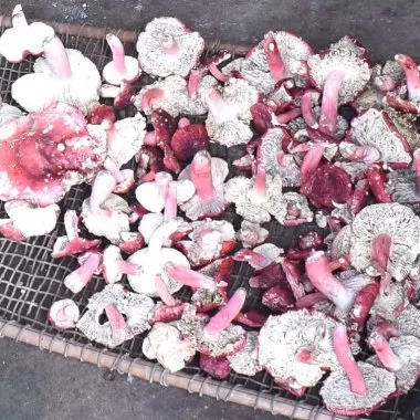 Nấm Chẹo Tiên Yên: 'Lộc Rừng' Quý Hiếm Và Hành Trình Gìn Giữ Hệ Sinh Thái Vùng Cao