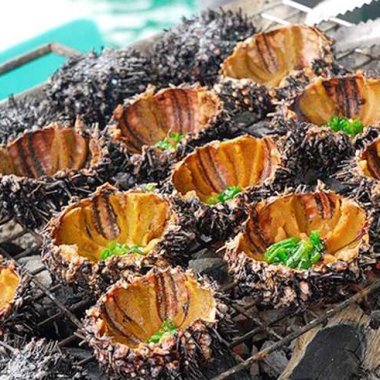 Khám Phá Cầu Gai Minh Châu: 'Nhân Sâm Biển' Quý Hiếm Của Vùng Đảo Ngọc