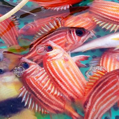 Khám phá cá bã trầu đặc sản vùng biển Quảng Ninh