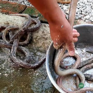 Gỏi Cá Nhệch Quảng Yên: Khám Phá Đặc Sản Độc Đáo Của Đất Mỏ