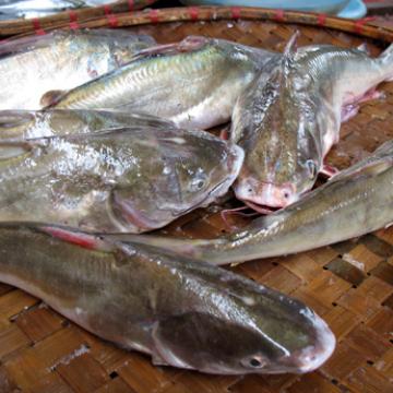 Cá Ba Gai Hạ Long: Đặc Sản Nức Tiếng Và 3 Cách Chế Biến Ngon Cá Ba Gai Hạ Long: Đặc Sản Nức Tiếng Và 3 Cách Chế Biến Ngon