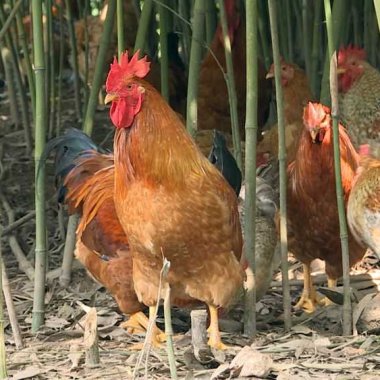Gà đồi Tiên Yên: Đặc sản trứ danh và hành trình khẳng định thương hiệu