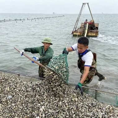 Tiềm năng phát triển kinh tế từ mô hình nuôi ngao trắng tại Hải Hà