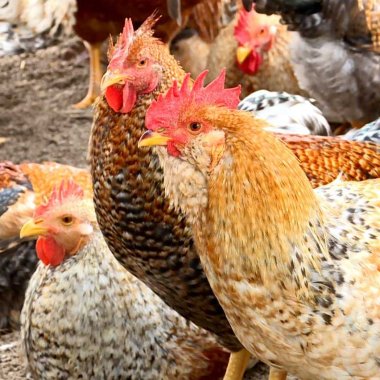 Khám phá hương vị đặc sản gà bản Đầm Hà Quảng Ninh