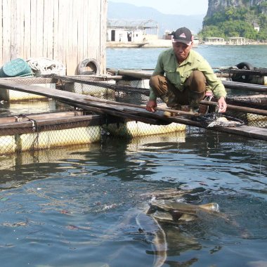 Khám phá cá giò Vân Đồn: Đặc sản biển đảo Quảng Ninh