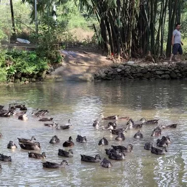 Vịt trời Duy Khương: Đặc sản OCOP trứ danh và mô hình chăn nuôi bán hoang dã tại Hải Hà