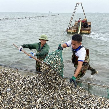 Ngao trắng Hải Hà: Tinh hoa từ bãi triều và giá trị kinh tế bền vững