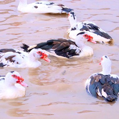 Ngan sao Đầm Hà: Đặc sản trứ danh và hành trình khẳng định thương hiệu OCOP