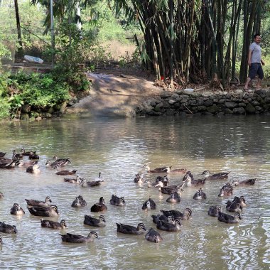 Vịt trời Duy Khương: Đặc sản OCOP trứ danh và mô hình chăn nuôi bán hoang dã tại Hải Hà