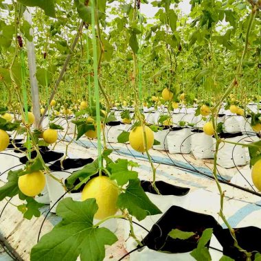 Dưa lưới Quảng Tân: Tuyệt phẩm nông nghiệp công nghệ cao đạt chuẩn OCOP 4 sao
