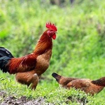 Gà đồi Tiên Yên - Đặc sản Quảng Ninh ăn là nhớ
