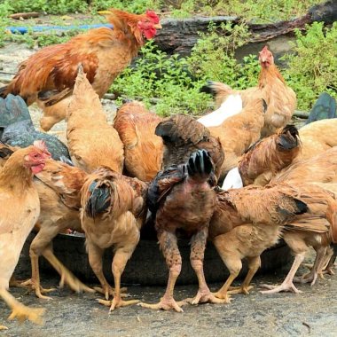 Gà ri vàng rơm Uông Bí: Đặc sản thuần chủng trứ danh