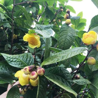 Trà hoa vàng Ba Chẽ: Dược liệu quý và tiềm năng phát triển bền vững