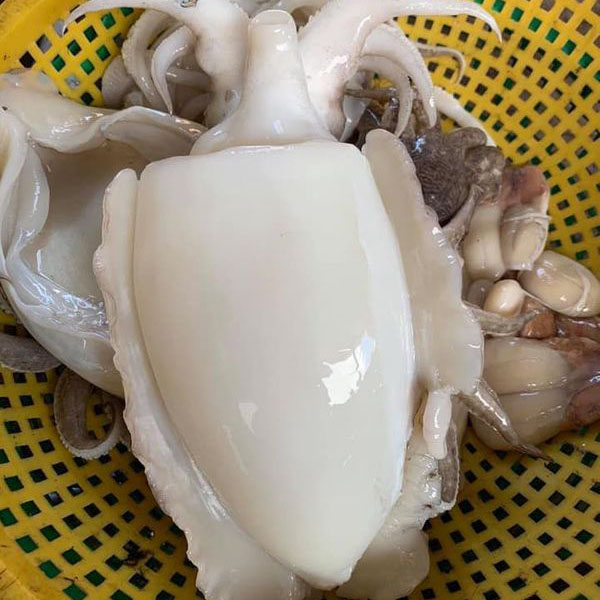 Mực nang tươi 100%